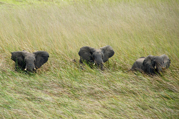 Busanga Bush Camp: Elefanten im Sumpf