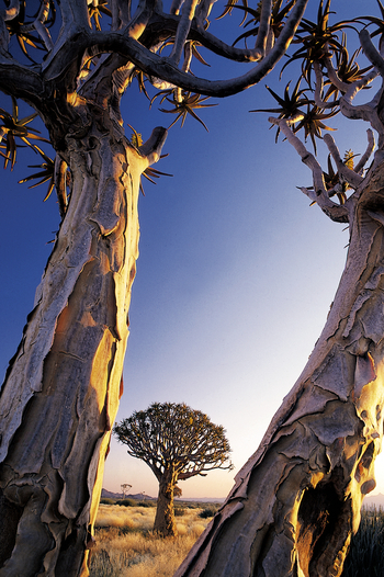 Canyon Lodge: Köcherbaumstämme