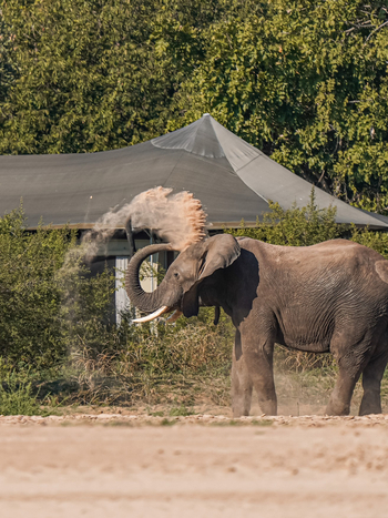 Chikunto Safari Lodge Chikunto Safari Lodge: Elefant vor der Lodge