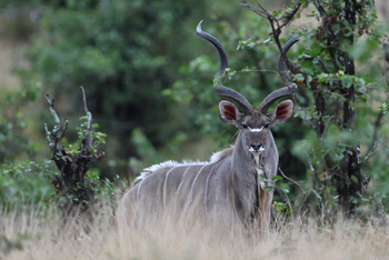 Chilo Ivory Trail Adventure: Kudu-Bulle