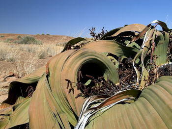 Desert Rhino Camp Desert Rhino Camp: Welwitschie