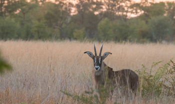 Deteema Springs Camp: Pferdeantilope