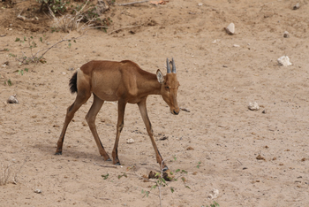 Dolomite Camp: Junges Tsessebe