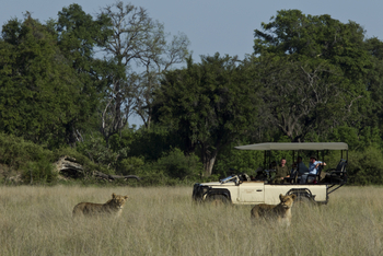 Duba Plains Camp: Löwen im hohen Gras