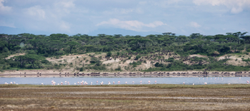 Dunia Camp: Flamingos in flachem See