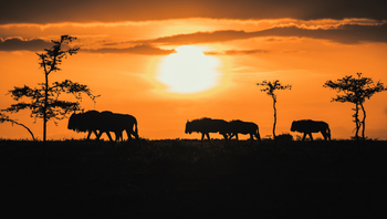 Hemingways Ol Seki Mara: Gnusilhouetten