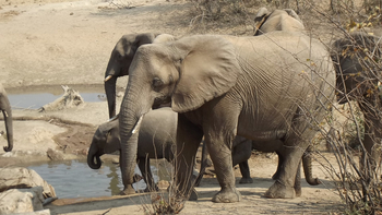 Hobatere Lodge: Elefanten