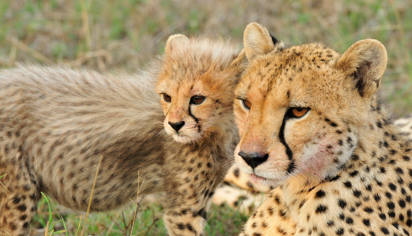 Inyati Game Lodge Inyati Game Lodge