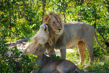 Karangoma Camp: Löwenpärchen