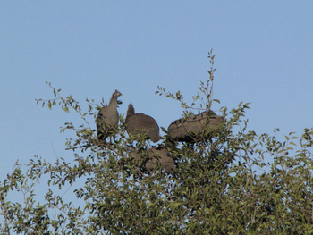 Khama Rhino Sanctuary Khama Rhino Sanctuary: Helmperlhühner