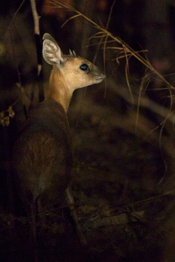 Konkamoya Lodge: Sharpe's Grysbok - Raphicerus sharpei