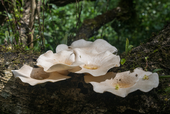 Koroi Forest Camp: Seitling