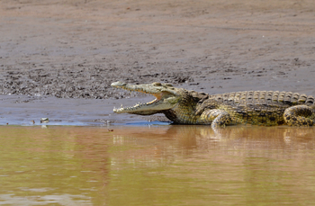 Lale's Camp: Crocodylus Niloticus