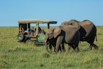 Mara Plains Camp: Junge Elefanten