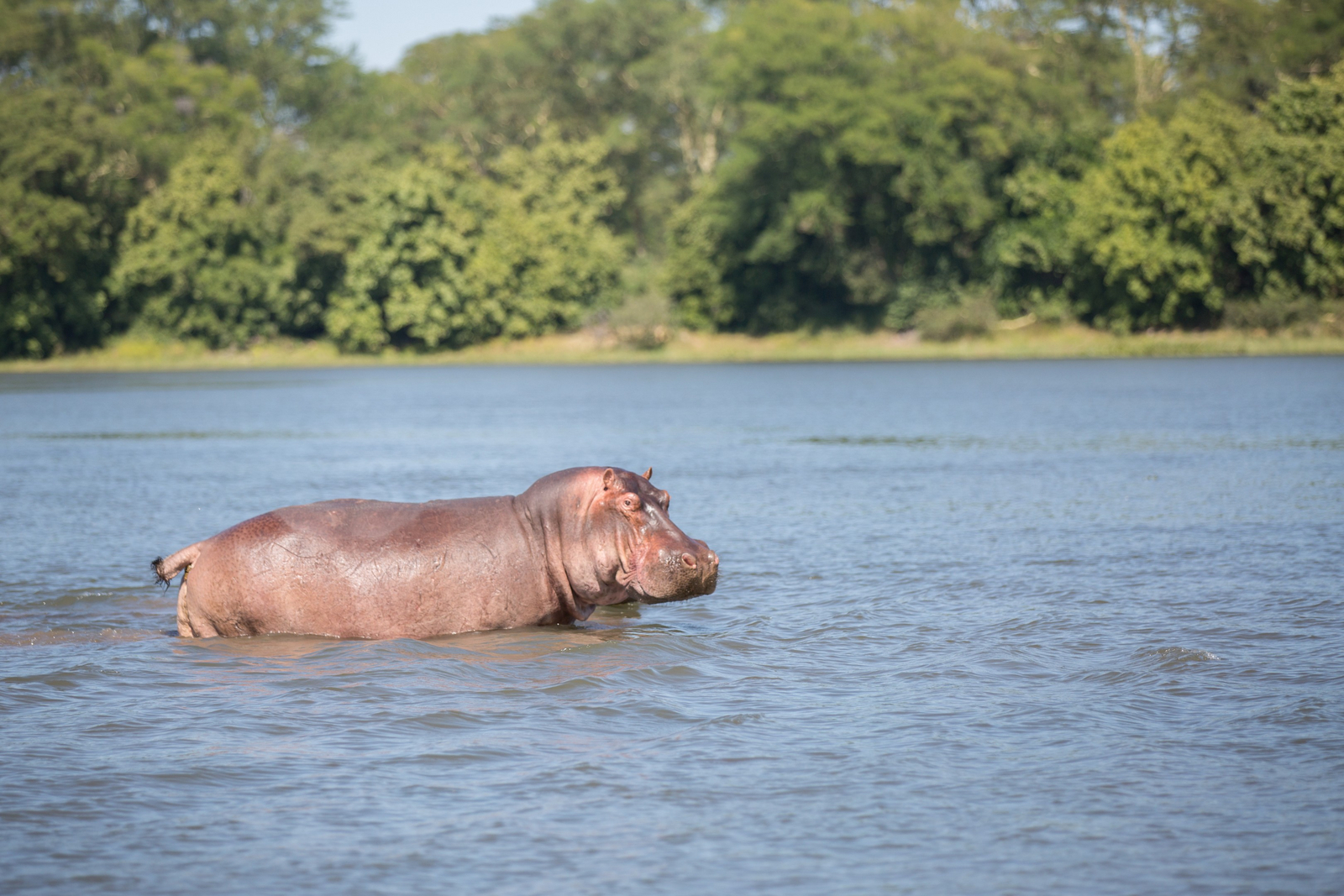Mvuu Lodge Mvuu Lodge