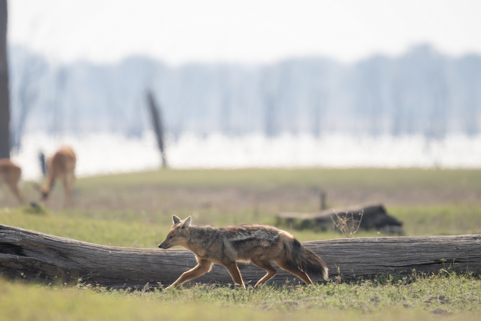 Nanzhila Lake Camp Nanzhila Lake Camp: Side-striped Jackal