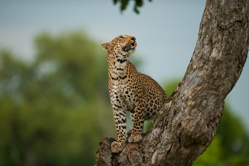 Ntemwa Busanga Bushcamp Ntemwa Busanga Bushcamp: Leopard auf einem Baum