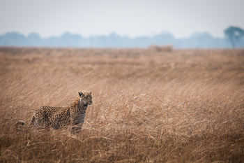 Ntemwa Busanga Bushcamp Ntemwa Busanga Bushcamp: Leopard in der Savanne