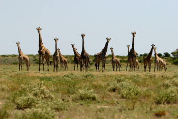 Nxai Pan Camp: Giraffenherde