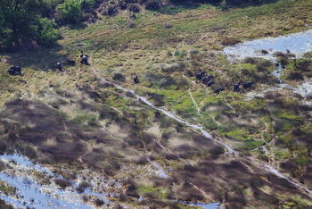 Okuti Camp: Elefanten am Moanachira