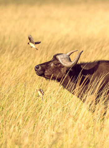 Olare Mara Kempinski: Büffel mit zwei Vögeln seitlich