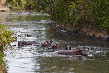 Olare Mara Kempinski: Nilpferde Fluss