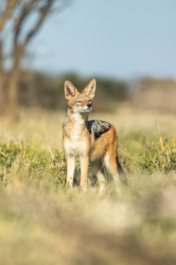 Old Traders Lodge: Schakal