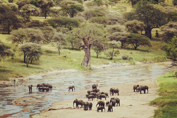 Olkeri Camp: Elefanten im Tarangire River