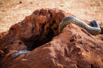 Olkeri Camp: Rock Python