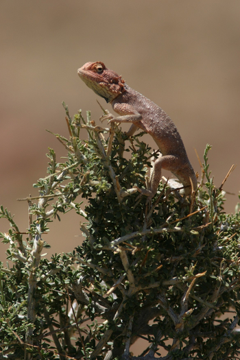 Ondudu Safari Lodge Ondudu Safari Lodge: Rock Agama