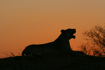 Potato Bush Camp: Gähnende Löwin