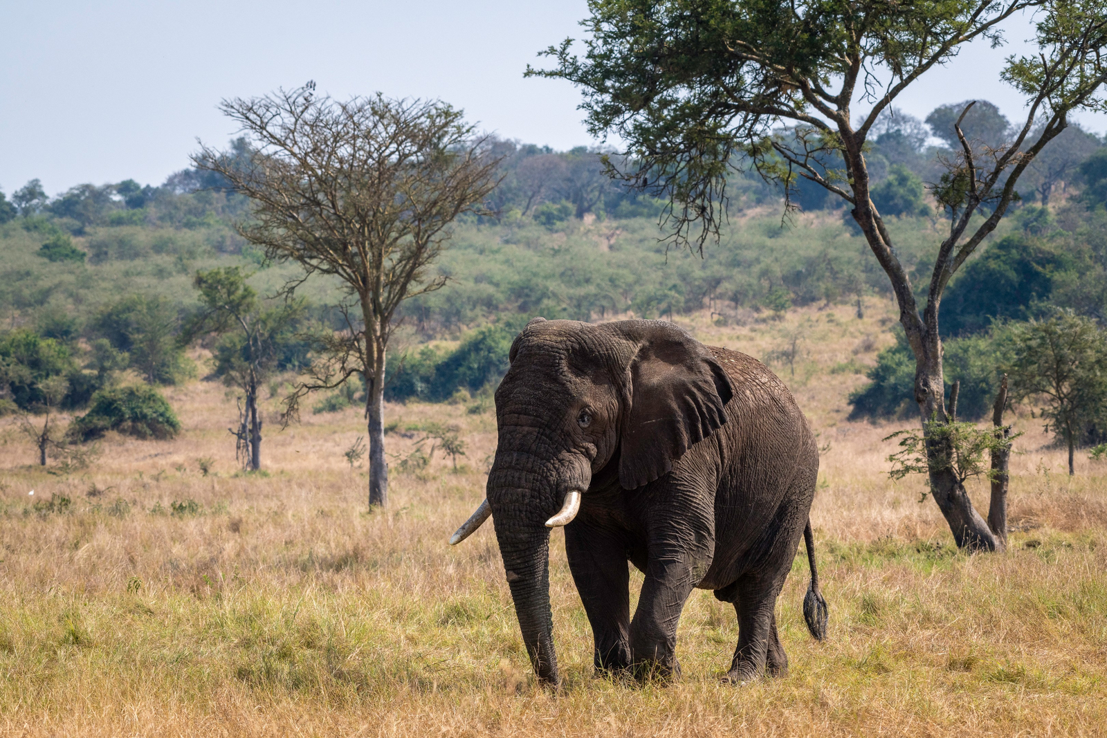 Magashi Camp Magashi Camp: Elefantenbulle