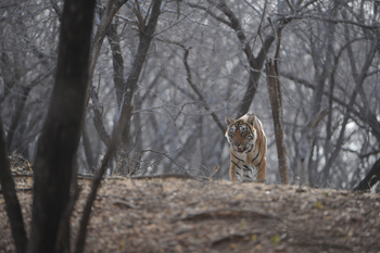 Ranthambore National Park: Tiger im Wald