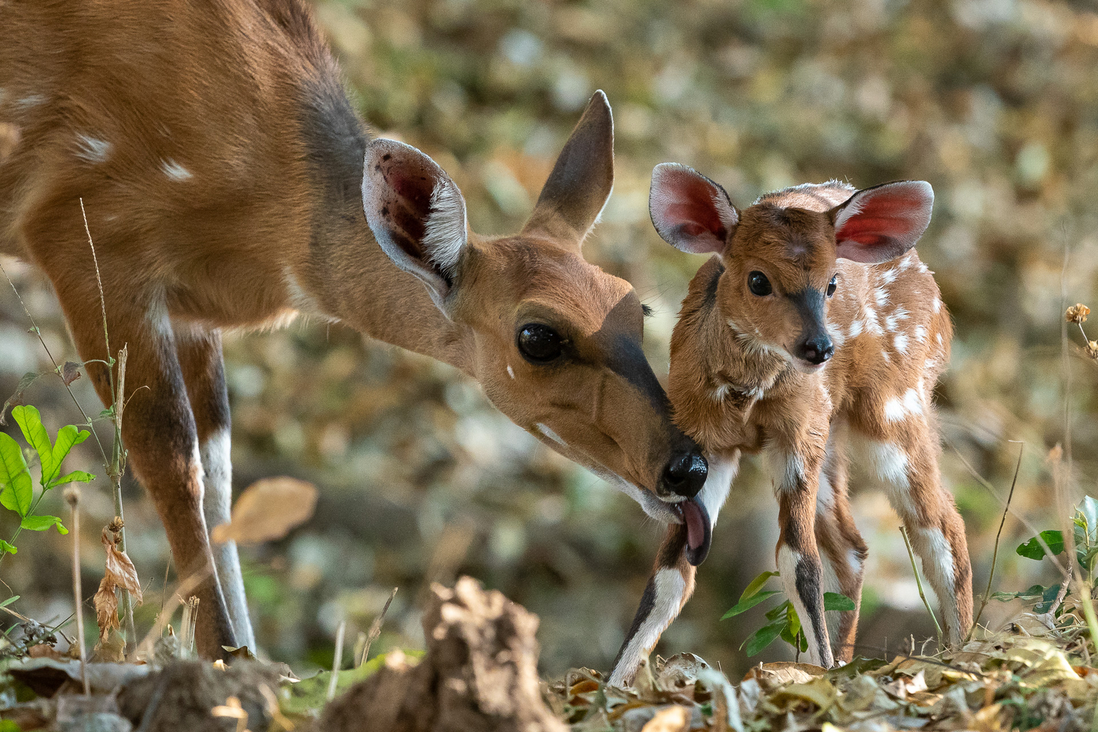 Robin Pope Safaris Robin Pope Safaris: Bush Buck Baby