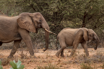 Saruni Samburu: Reteti Elephan Sanctuary