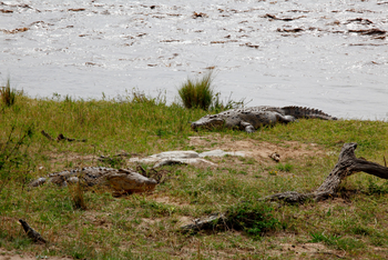 Serengeti Bushtops: Krokodile