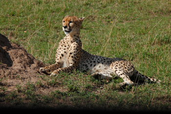 Serengeti Bushtops: Unruhiger Gepard