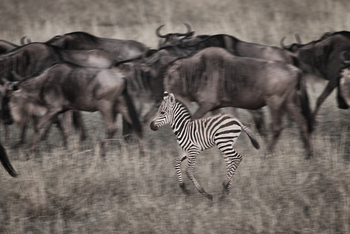 Serian Serengeti Lamai: Zebrafohlen