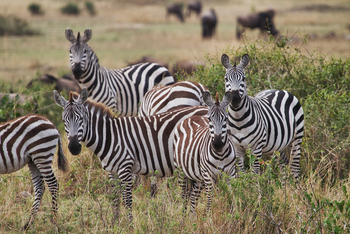 Serian Serengeti Lamai: Zebras