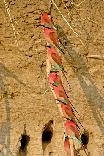 Shenton Safaris: Carmine Bee-Eater Hide