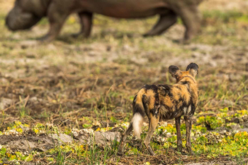 Shenton Safaris Shenton Safaris: Wild Dog Lagoon Hide