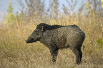 Shergarh Tented Camp: Wildschwein