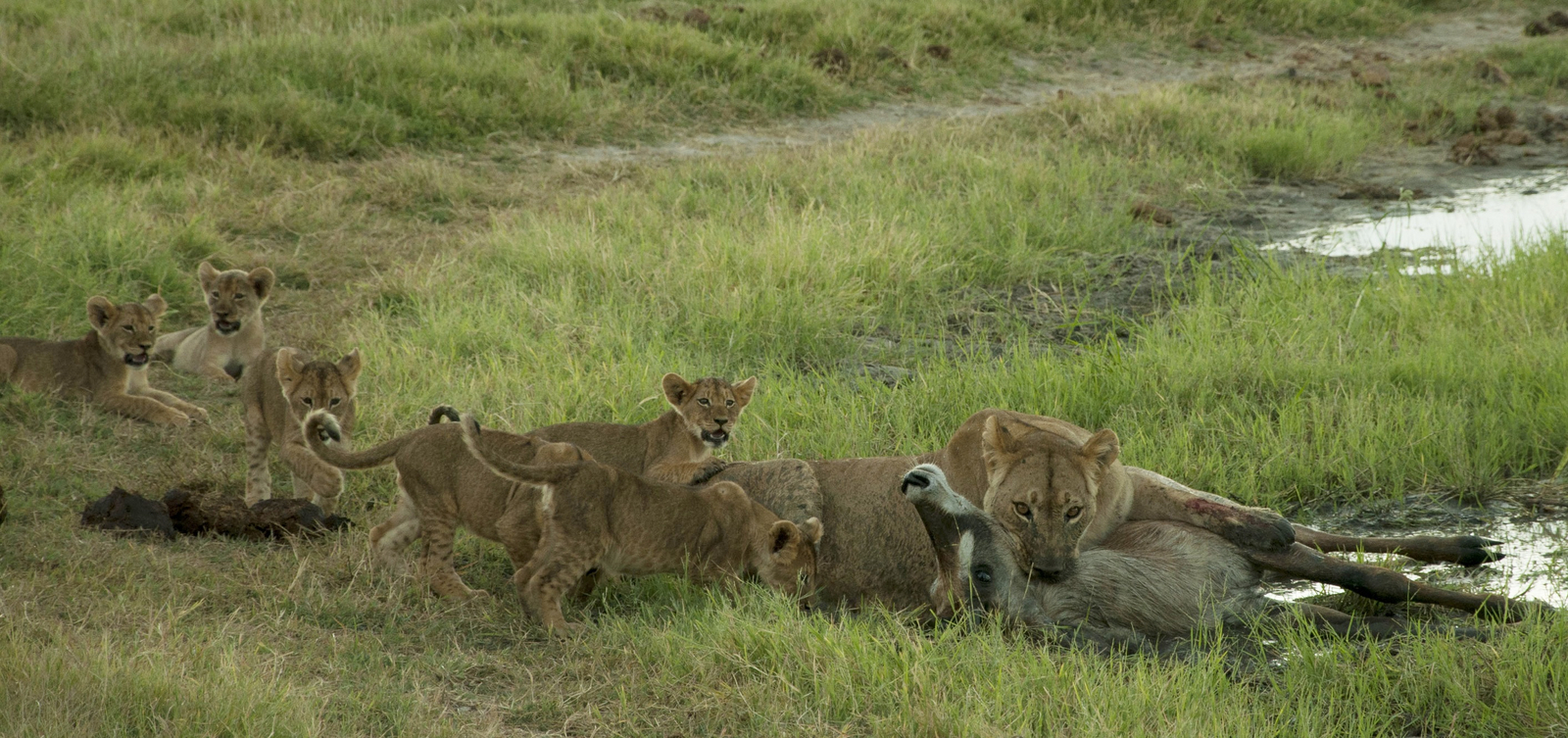 Somalisa Camp Somalisa Camp: Löwin mit Jungtieren