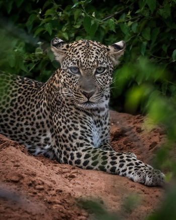 Soroi Larsens Tented Camp: Leopard