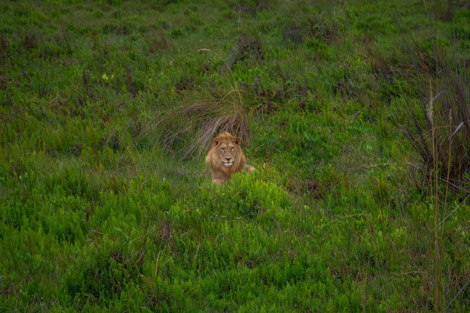 Splash Camp Splash Camp: Löwe im Grünen