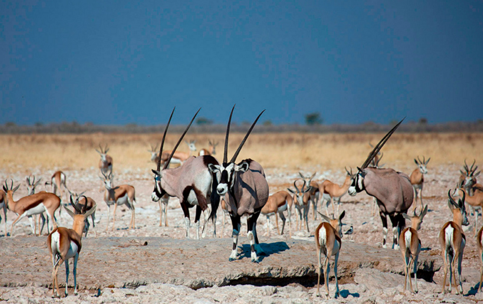 Taleni Etosha Village Taleni Etosha Village