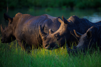 Tanda Tula Safari Camp: Nashörner