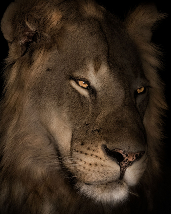 Time + Tide South Luangwa: Junger Löwe