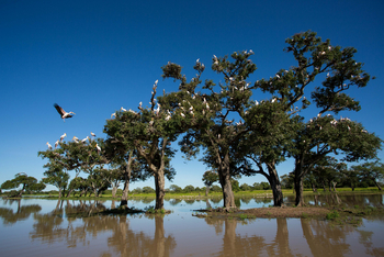 Time + Tide South Luangwa Time + Tide South Luangwa: Nimmersatt-Kolonie