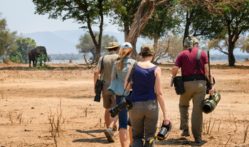 Vundu Camp Vundu Camp: Besuch eines ikonischen Elefantenbullen